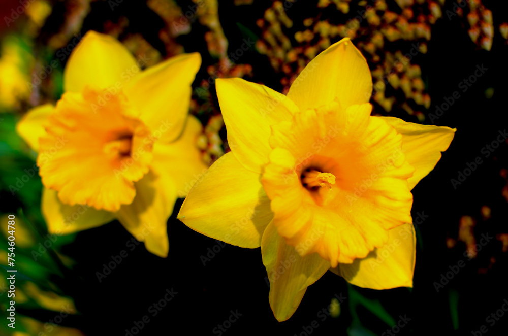 Obraz premium Flores fotografiadas en su ambiente natural con lente macro