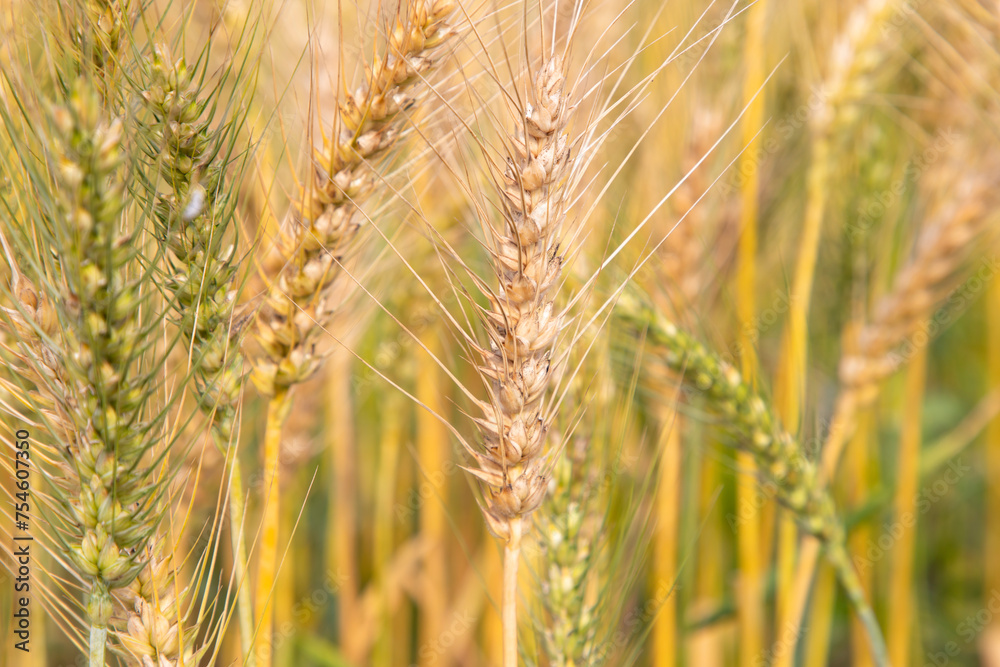 Wheat grain spike in the field. Selective Focus Wheat grain spike in the field. Selective Focus