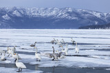 Lake Kussharo, Whooper Swans on snow-covered ice, beautiful lake in Hokkaido, Japan