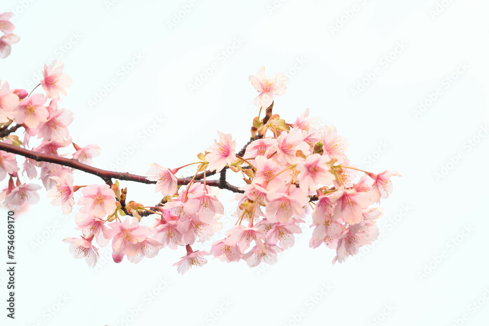 早咲きの河津桜の花が咲く。透き通るような花びら。 早咲きの河津桜の花が咲く。透き通るような花びら。