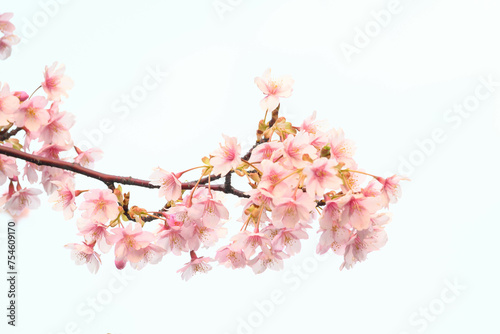 早咲きの河津桜の花が咲く。透き通るような花びら。 © 宮岸孝守