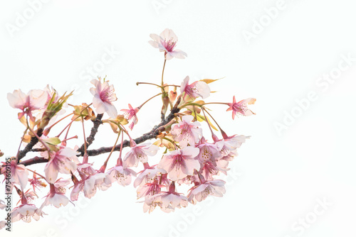 早咲きの河津桜の花が咲く。透き通るような花びら。