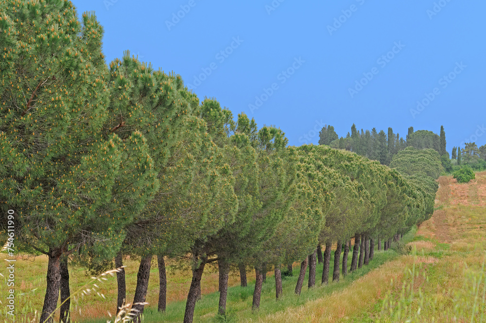 Double row of pine trees (Pinus Sylvestris, Pinea) with cypresses at the end and blue sky in Tuscany, Italy