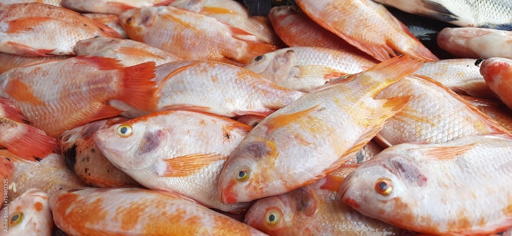 Fresh raw fish sale at traditional market. Fish vibrant color background Fresh raw fish sale at traditional market. Fish vibrant color background