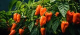 A large cluster of vibrant orange peppers is seen growing on a healthy Habanero bush. The peppers are varying in size and shape, indicating different stages of ripeness and growth.