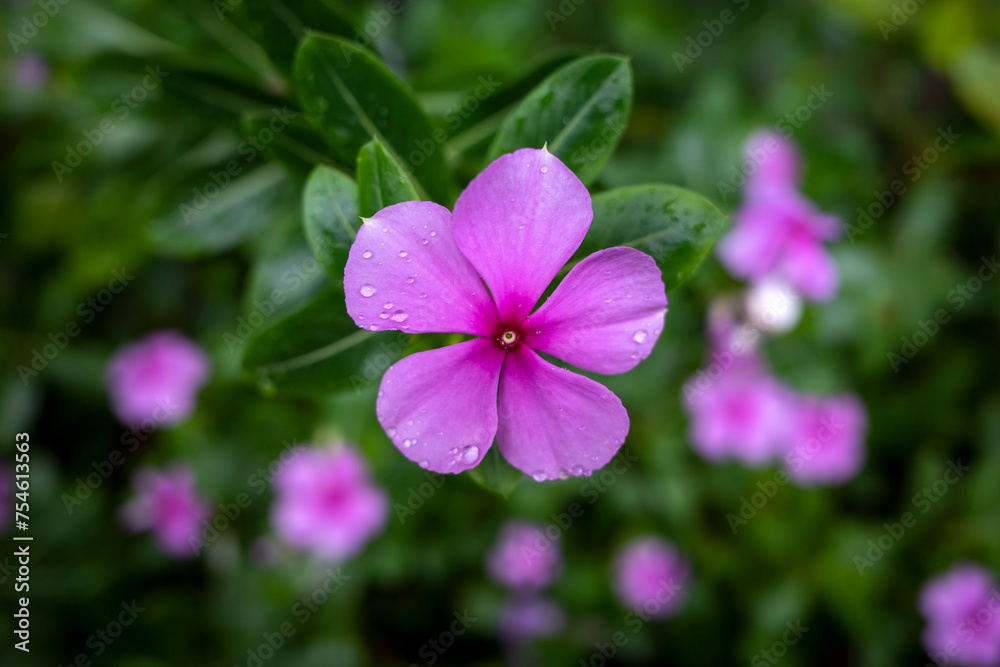 Catharanthus roseus flower, Madagascar Periwinkle commonly known as the Rose periwinkle Catharanthus roseus flower, Madagascar Periwinkle commonly known as the Rose periwinkle