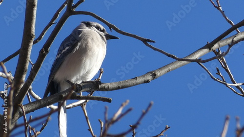 Bluejay starting at the sky in a tree