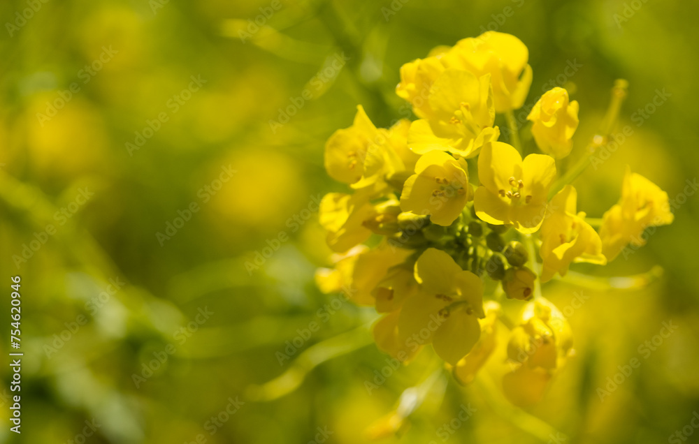 rapeseed rapeseed