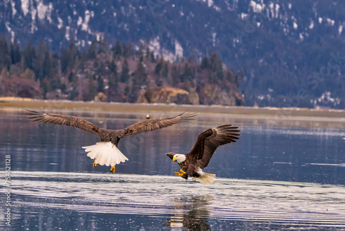 Bald Eagle Fishing Kachemak Bay near Homer Alaska photo