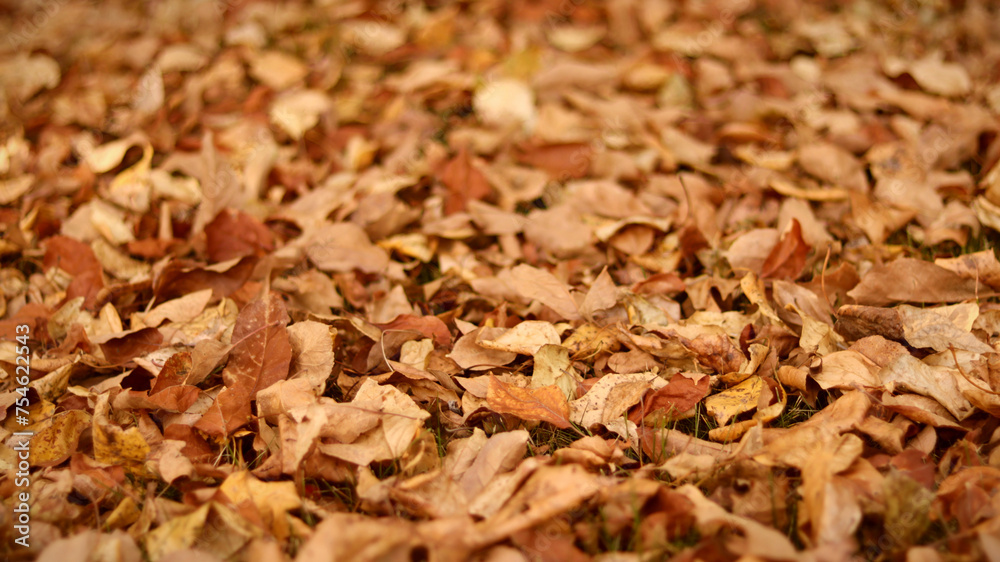 Leaves Close Up Leaves Close Up