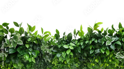 Tropical leaves foliage plant bush floral border isolated on clear png background and transparent background. Fresh and nature concept for nature decorative and flower element, AI generative.