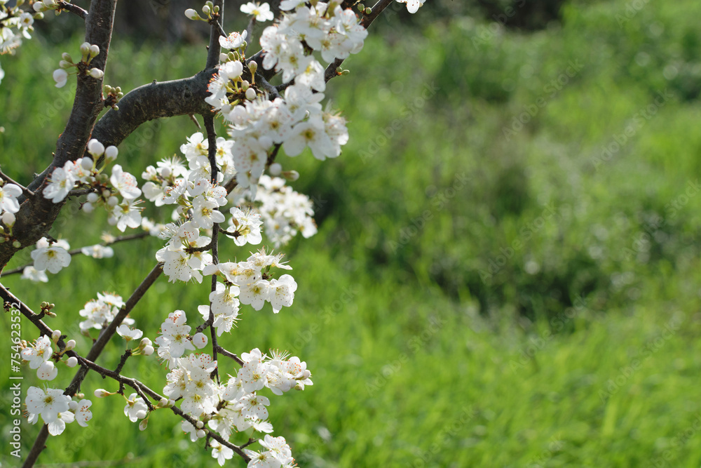 Branch of a blooming tree with white flowers on a background of green grass in the park - spring bloom, blurred background, bokeh
