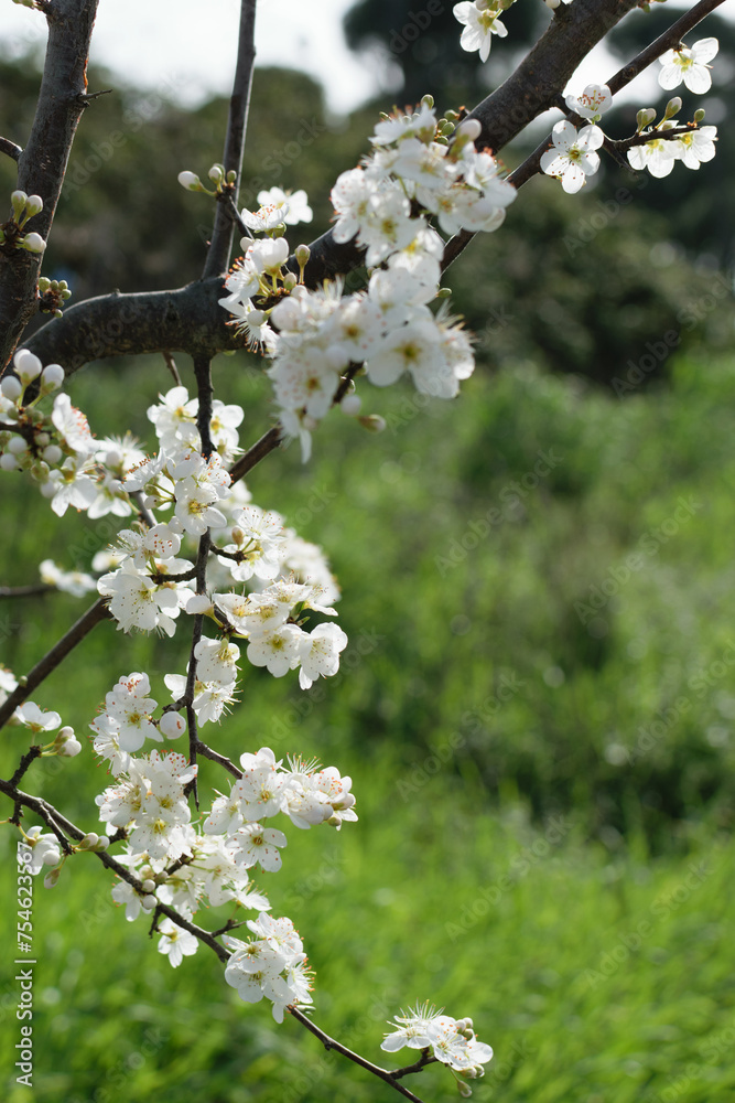 Branch of a blooming tree with white flowers on a background of green grass in the park - spring bloom, blurred background, bokeh