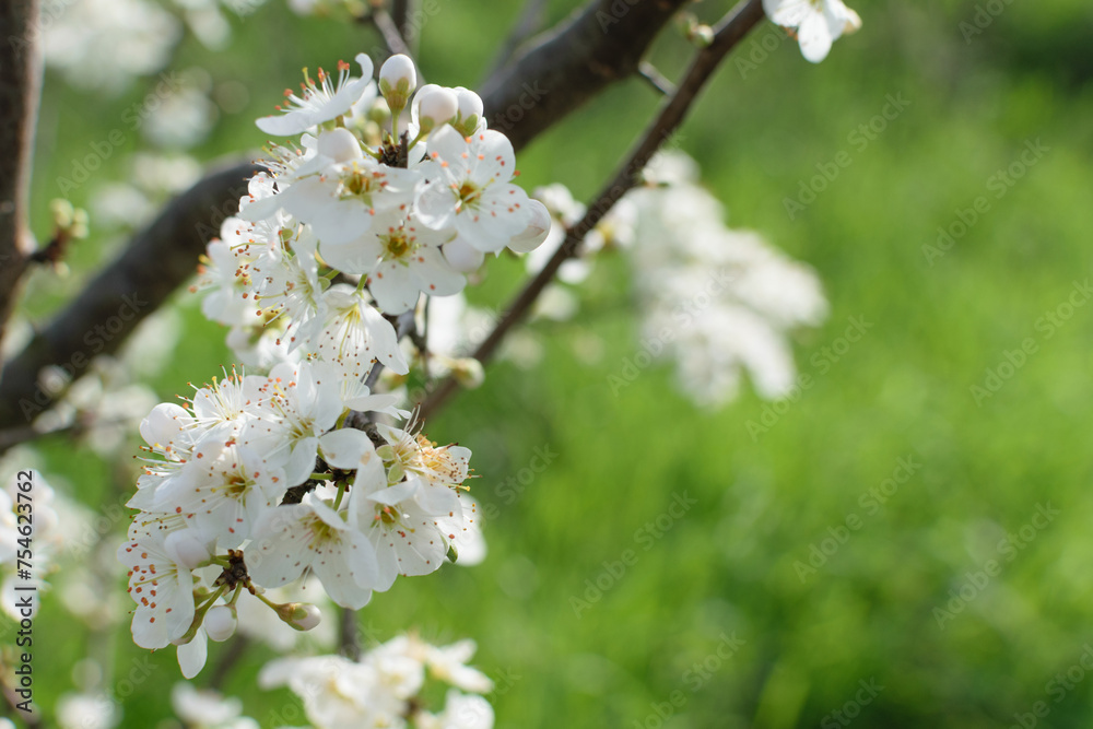 Branch of a blooming tree with white flowers on a background of green grass in the park - spring bloom, blurred background, bokeh
