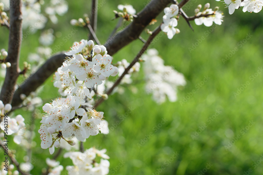 Branch of a blooming tree with white flowers on a background of green grass in the park - spring bloom, blurred background, bokeh