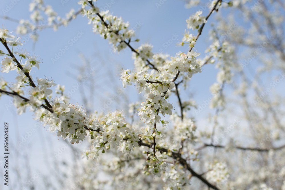 Tree branches with white lush flowers against a blue sky, spring blossoms in gardens, close-up