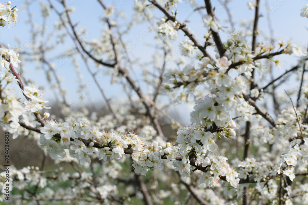 Tree branches with white lush flowers against a blue sky, spring blossoms in gardens, close-up