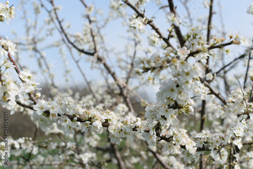 Obraz na płótnie Tree branches with white lush flowers against a blue sky, spring blossoms in gardens, close-up w salonie