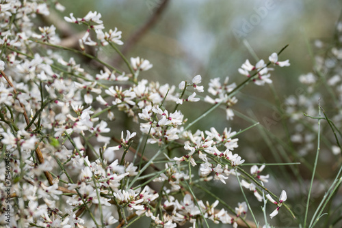 Wildflowers with blue sky background, retama monosperma photo