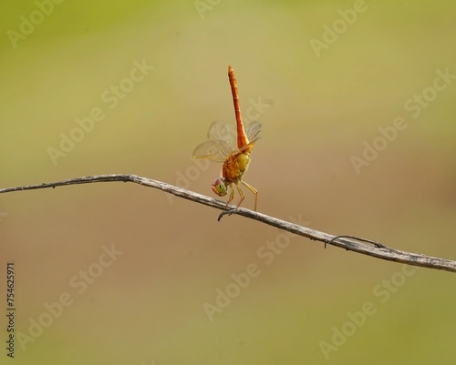 dragonfly on a branch