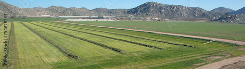 Foto Cut and raked alfalfa field seen from aerial viewpoint in Menifee southern Calif