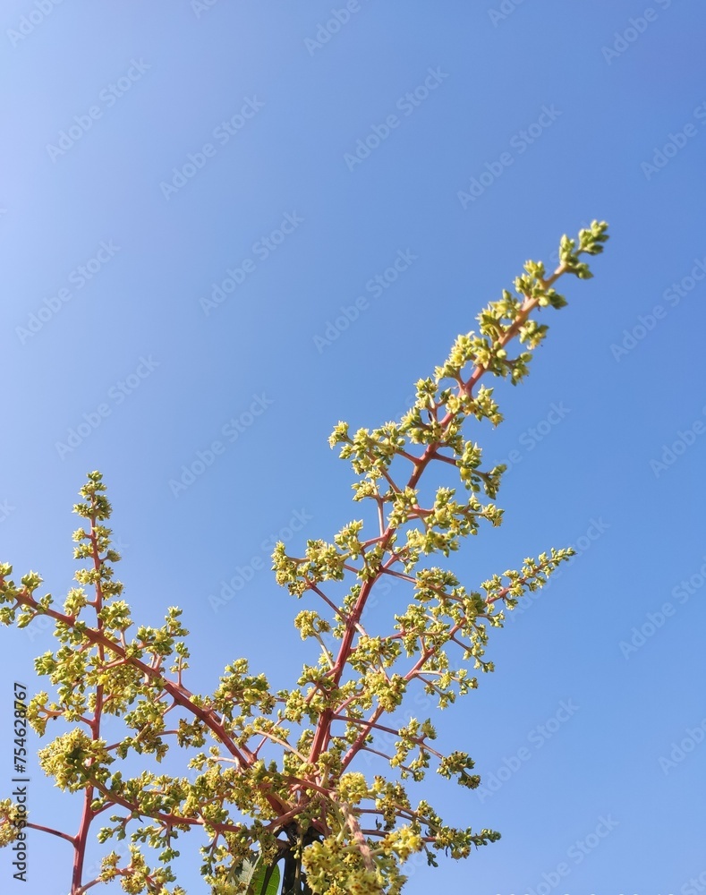 blossoming mango tree blossoming mango tree