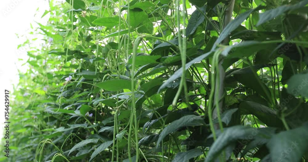Long bean plants in growth at vegetable field Long bean plants in growth at vegetable field