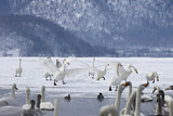 flock of Whooper Swans playing on ice, Lake Kussharo in Hokkaido, Japan