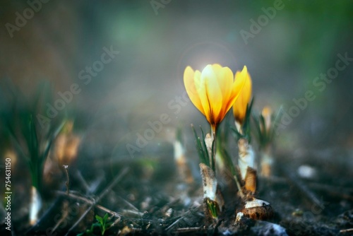Saffron yellow, first spring flowers, delicate yellow flower, greeting card. © m7_ir7