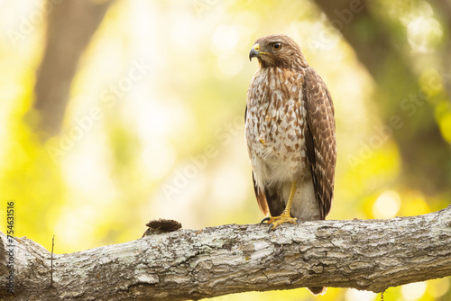 A red-shouldered hawk (Buteo lineatus) in Sarasota, Florida photo