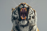 Angry Tiger: Angry growl