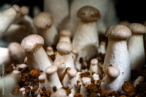 King trumpet mushroom (Pleurotus eryngii) growing on artificial medium at home   photo