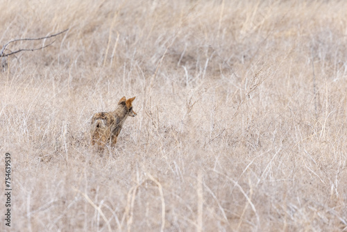 Wild Coyote in Boulder County Colorado