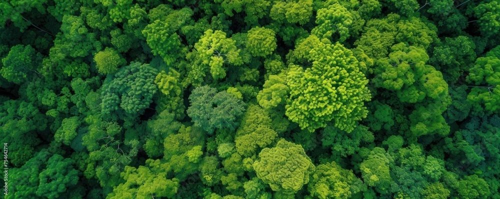 View from above of the forest with dense green trees