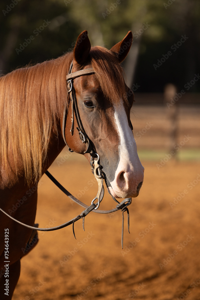 Fototapeta premium Quarter Horse wearing western bridle headshot