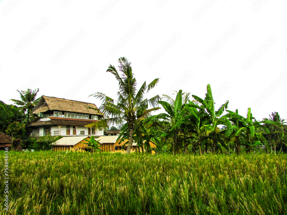 Rice Terrace in Island Rice Terrace in Island