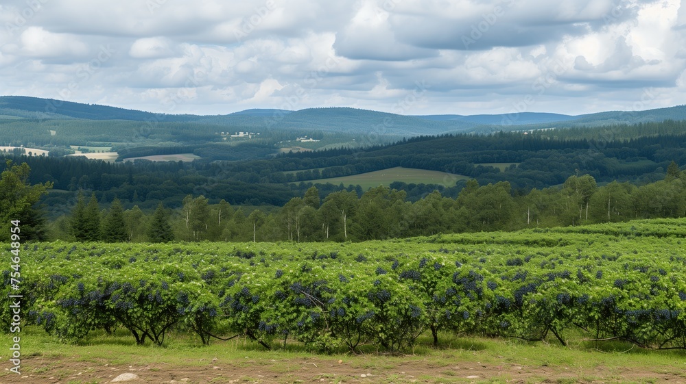 Vineyard in full bloom with a backdrop of dense forests and rolling hills
