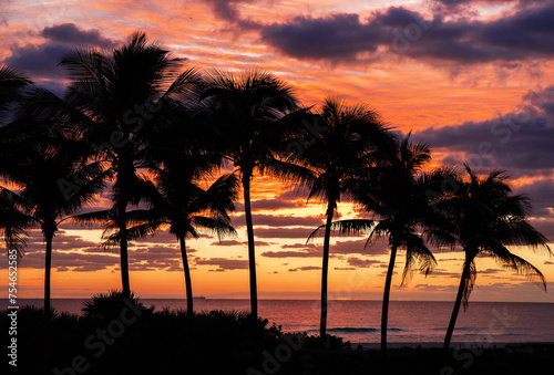 Silhouettes of palm trees at sunrise