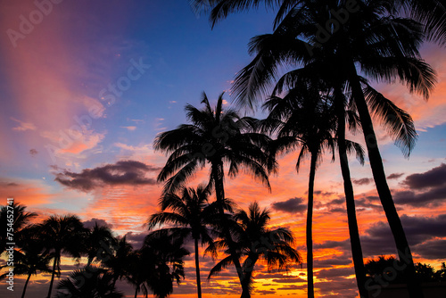 Silhouettes of palm trees at sunrise