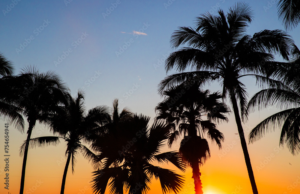 Tropical picture of palm trees at sunrise.