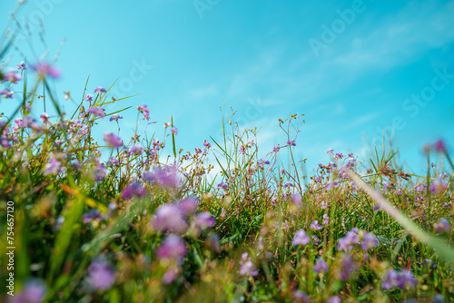 Flower field, meadow flowers in soft warm light. Autumn landscape blurry nature background.