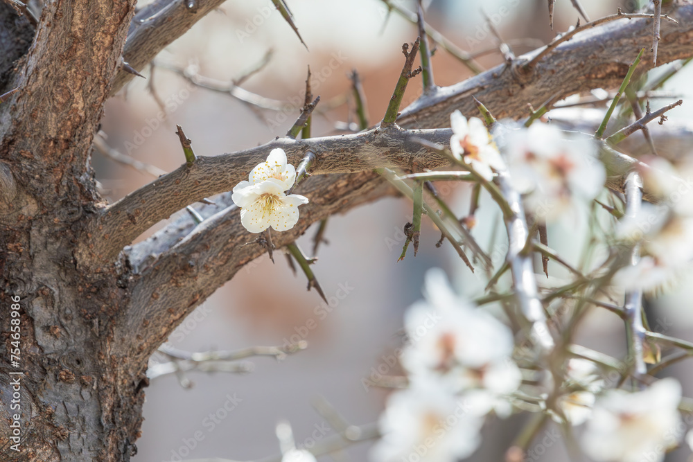 White plum blossoms bloom in early spring. Prunus mume