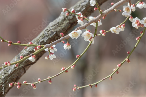 White plum blossoms bloom in early spring. Prunus mume