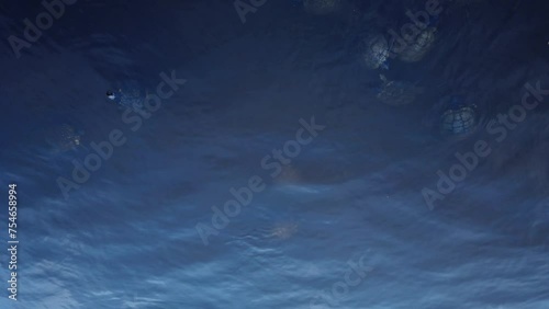 Overhead view of multiples turtles in calm blue pond lake water.  Ripples as they dart about back and forth in the water making small waves. Shell patterns and heads pop up in water. Room for copy.