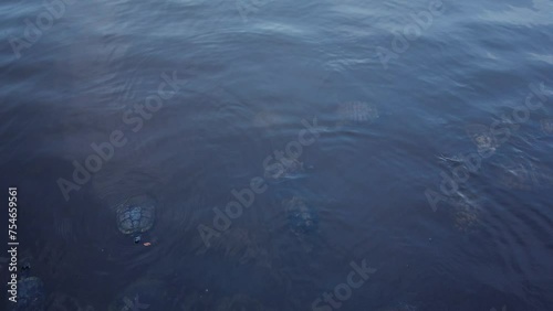 Overhead view of multiples turtles in calm blue pond lake water.  Ripples as they dart about back and forth in the water making small waves. Shell patterns and heads pop up in water. Room for copy.