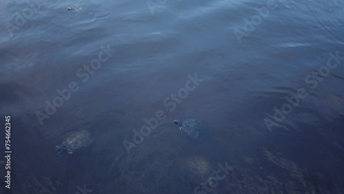 Overhead view of multiples turtles in calm blue pond lake water.  Ripples as they dart about back and forth in the water making small waves. Shell patterns and heads pop up in water. Room for copy.