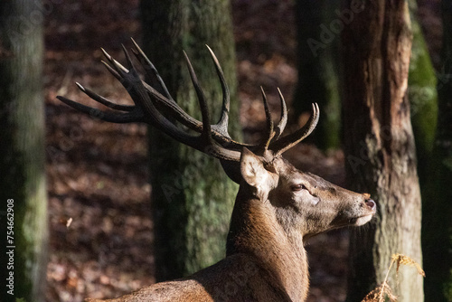 cerf majestueux