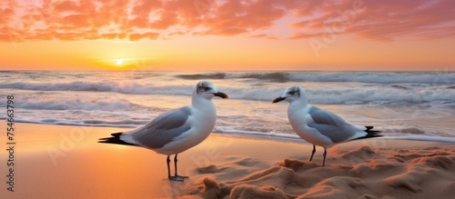 Two seagulls are standing on the sandy beach at La Barrosa beach in Chiclana de la Frontera Cadiz. The sun is setting in the background, casting a warm glow over the birds and the shore. photo