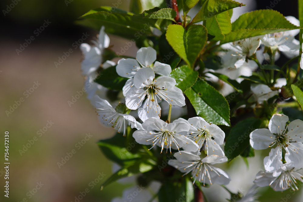 Obraz premium Blossoming cherry tree in spring.