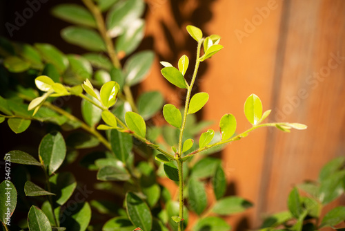 Diospyros buxifolia (Blume) Hiern Midcanopy tree up to 39 m tall and 92 cm. In undisturbed forests up to 1700 m altitude. From swampy, alluvial places to hillsides and ridges with sandy to clay soils.